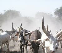 South Sudan: Conflict is 'fact of life' | Sustainable Security